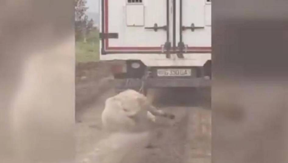 Жиззахда эшакни машинага боғлаб судраган ҳайдовчи жазоланди